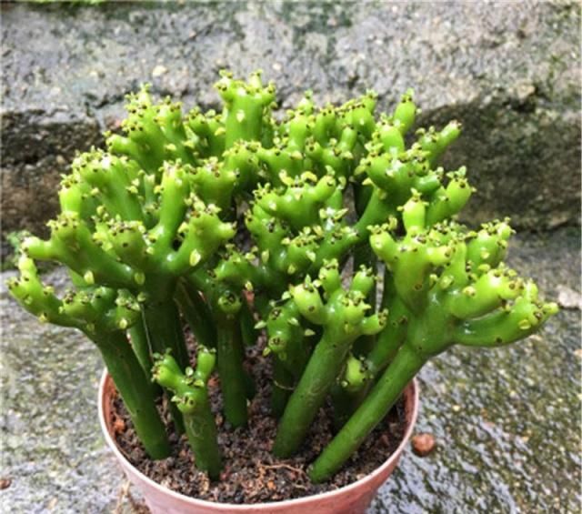 身体|卧室里万万别养这“2类花”，难怪身体会差，懂花的人都避开