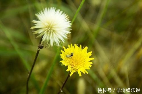 婚姻生活|天生少奶奶命的三生肖，给丈夫带来源源不断的财富，旺夫又旺己