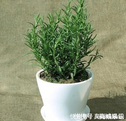 无花果树|六种“冻不死”植物,沾土既活,放在家里满屋香!身体还会更健康