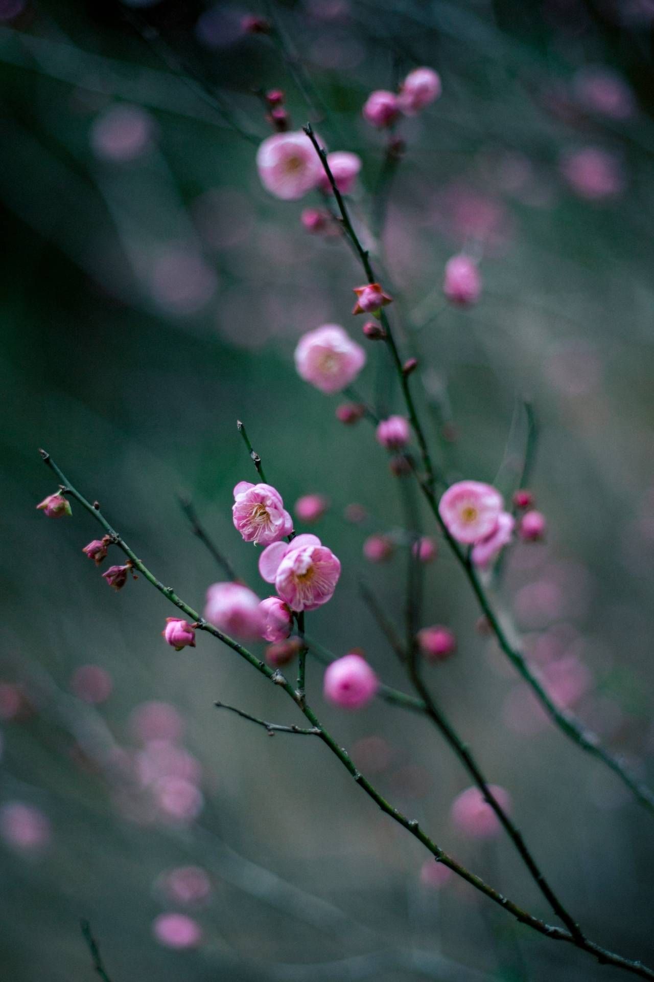 梅花|暗香扑鼻！北仑九峰山梅花悄悄开了