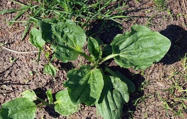 不良习惯|每天坚持喝车前草水,时间长了会有很多好处,难怪有些人不放手!