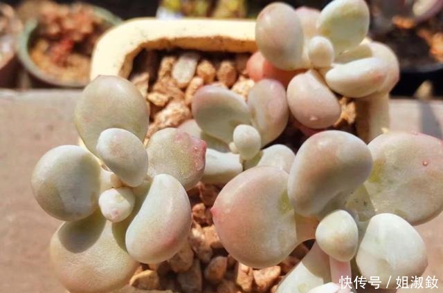 它们不是桃蛋,只是和桃蛋很像,有的香气十足,有的和汤圆一样圆