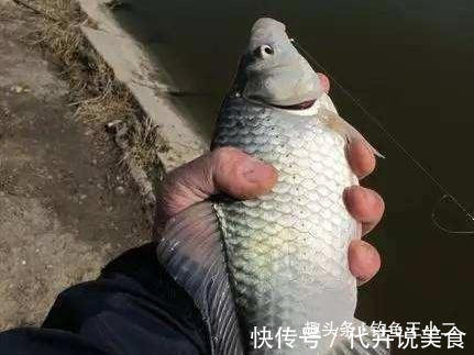 饵料|冬钓鲫鱼,牢记5个字,渔获猛增,老钓友都觉得666