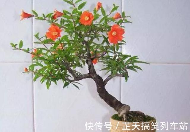 光照|诗里的“榴花似火燃”，原来，居家盆栽，开花比扶桑还漂亮