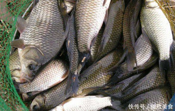 8种令鲫鱼痴迷的饵料配方,取材方便效果绝佳