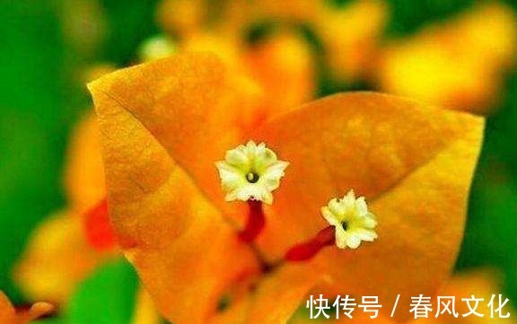 花卉|“精品三角梅”柠檬黄三角梅,花开爆盆成花树,庭院养花首选