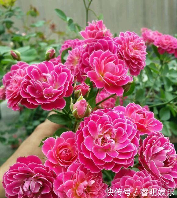 最值得入手的盆栽月季花,全年开花不停,种植容易,你值得拥有