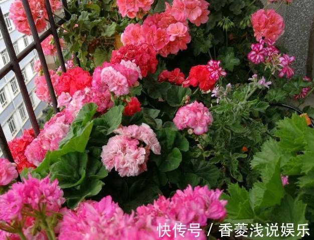 盆栽什么花草,搁阳台成一片花海?选此4款,花期长、花量大
