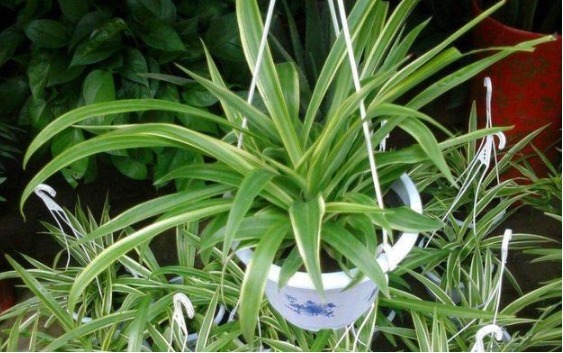 养好吊兰，学会3个方法，不干尖开花多，新芽呼呼冒，长满小吊兰