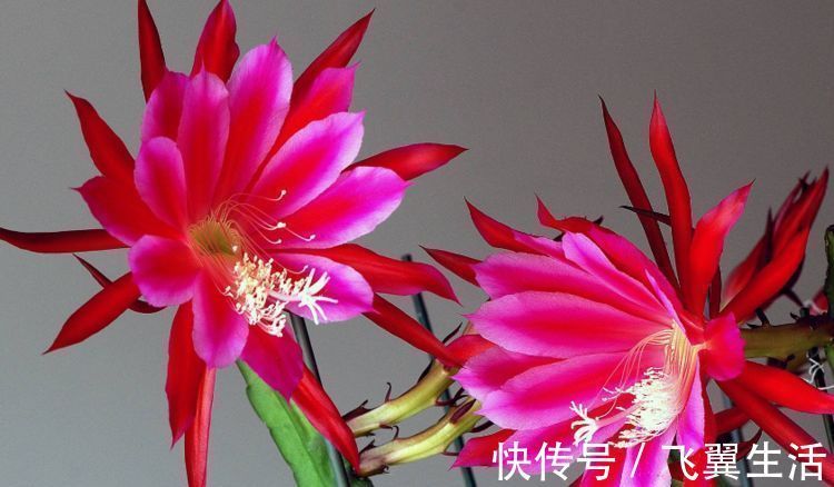 爆盆|1种花,花大色艳胜牡丹,盛夏开爆盆,一开就是上百朵,能开100天