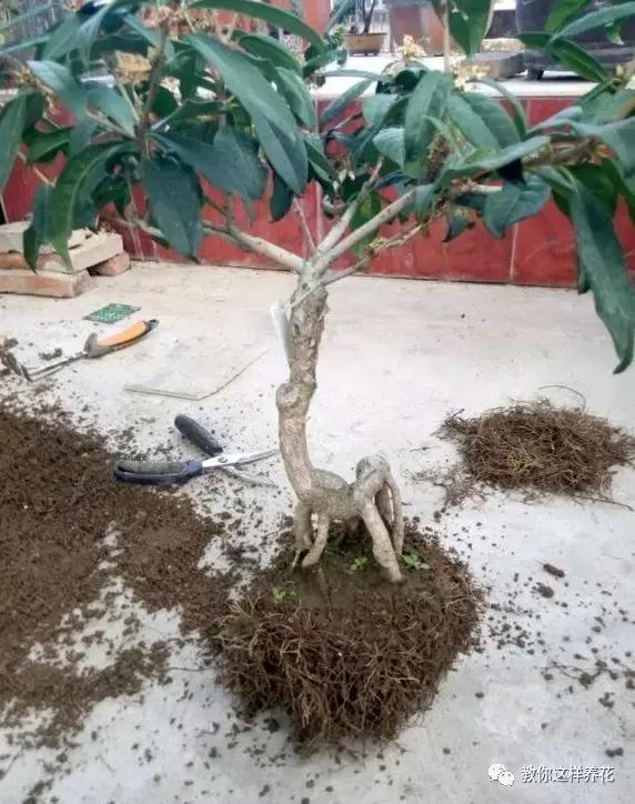 换盆不修根,等于白换,再怎么换也不好使!
