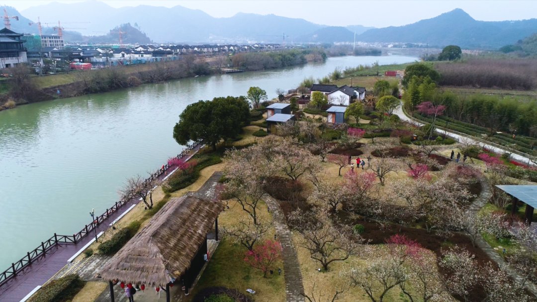 越剧|赏花了！嵊州这里千株梅花，百亩虞美人，还有满山坡的…