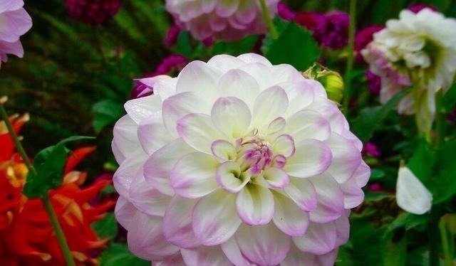 被名字耽误一生的6种花，土里土气，开花却“气度非凡”靓丽入眼