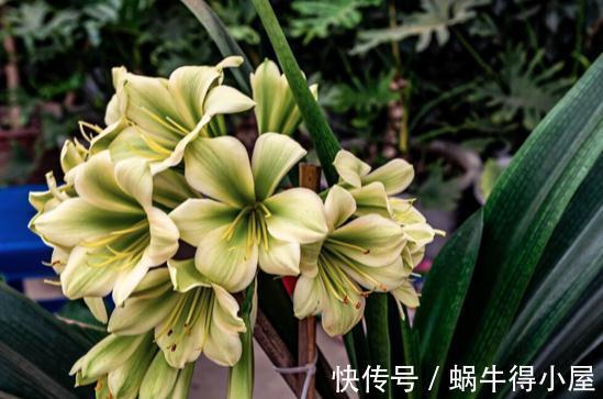 提高君子兰开花率的4种“宝贝”，第一种免费，第四种自己能制作