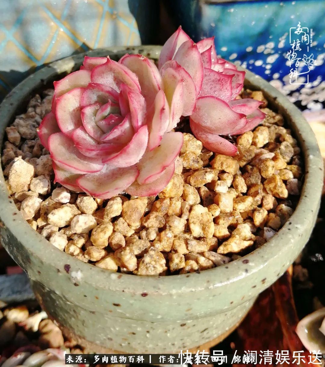 一定要爱着点什么，恰是草木对光阴的柔情！