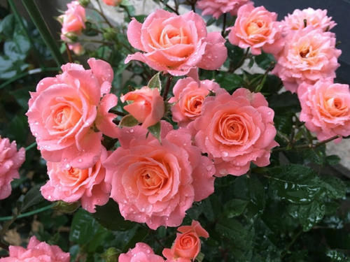 3种花，现在掐根枝条插土里，生根快，一盆变多盆