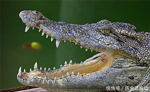 朱贵的排名|“旱地忽律”是什么意思?朱贵为什么是“旱地忽律”?