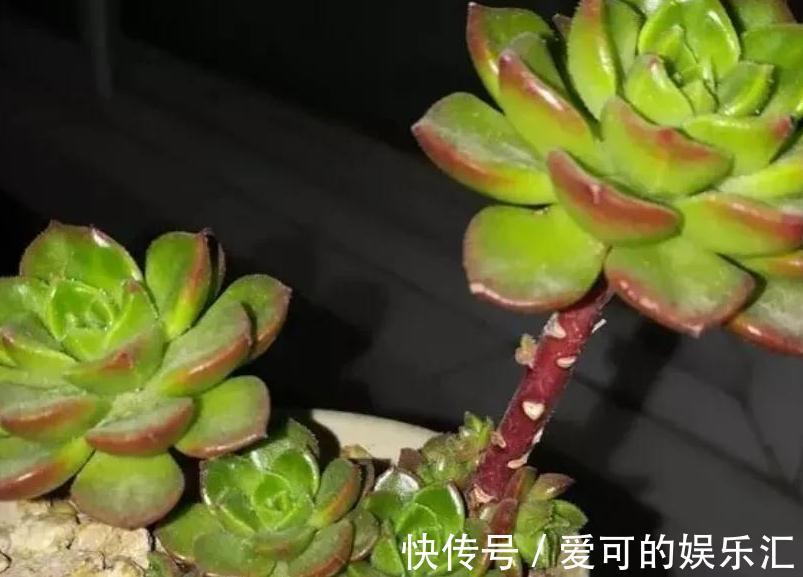 颗粒石|养殖蒂亚做好4件事,再也不徒长,还能养出通红似火的状态