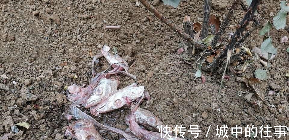 吴大爷养“月季”,三月喂点“零食”,花朵嗖嗖冒,1年开不停!