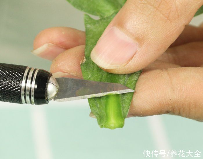 嫁接|养了30年的玉树，扦插开出9色花，快来沾沾喜气