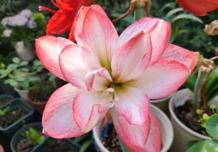 几种花超漂亮，惊艳四座，好养易爆盆，阳台开花变温馨小花园