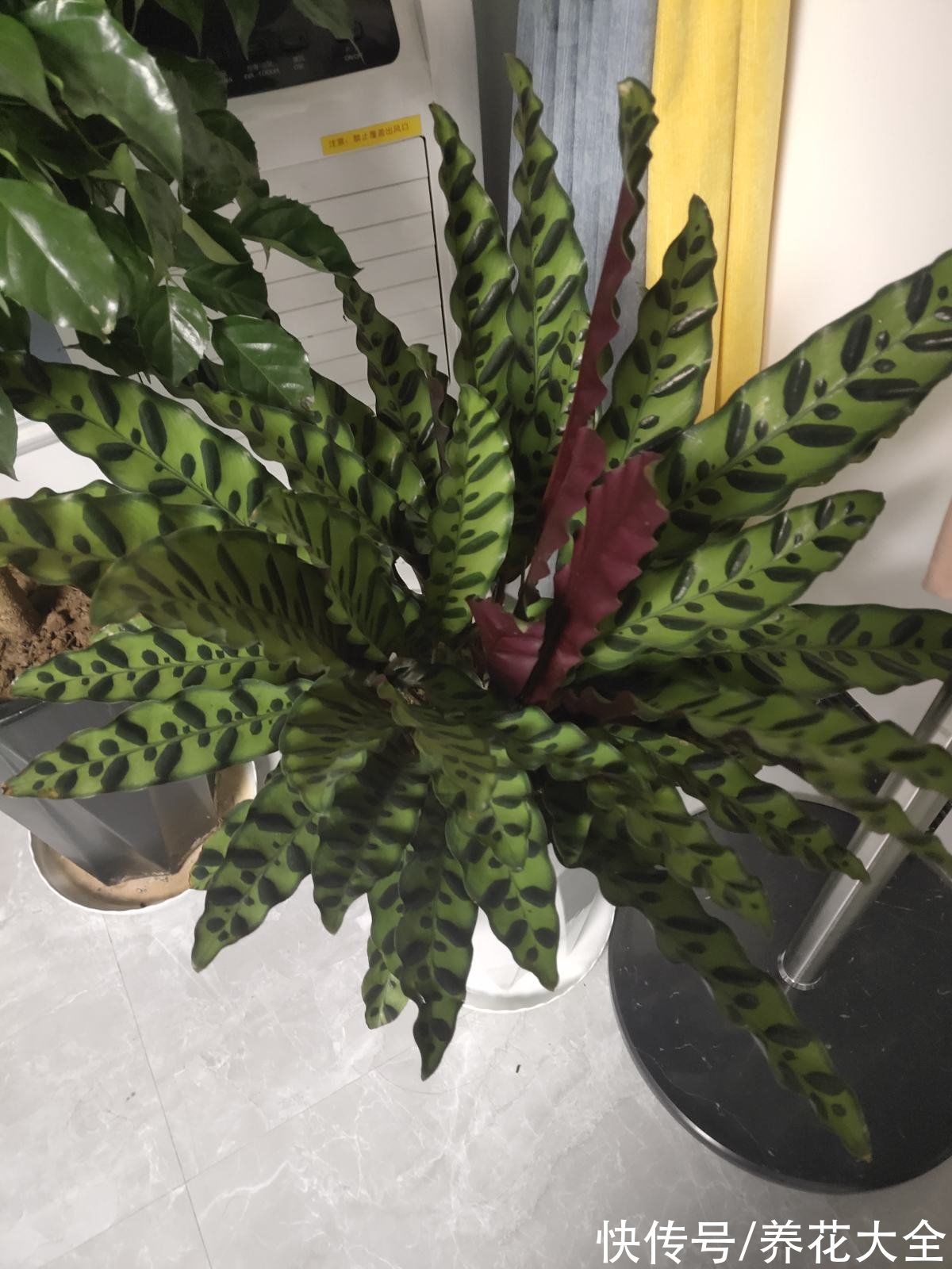 15种“阴性”花,家里没光适合养,光太强反而长不好