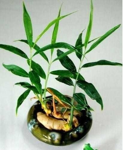 玻璃杯|5种蔬菜吃完根别扔,丢水里就疯长,7天养成花,比绿萝还要美