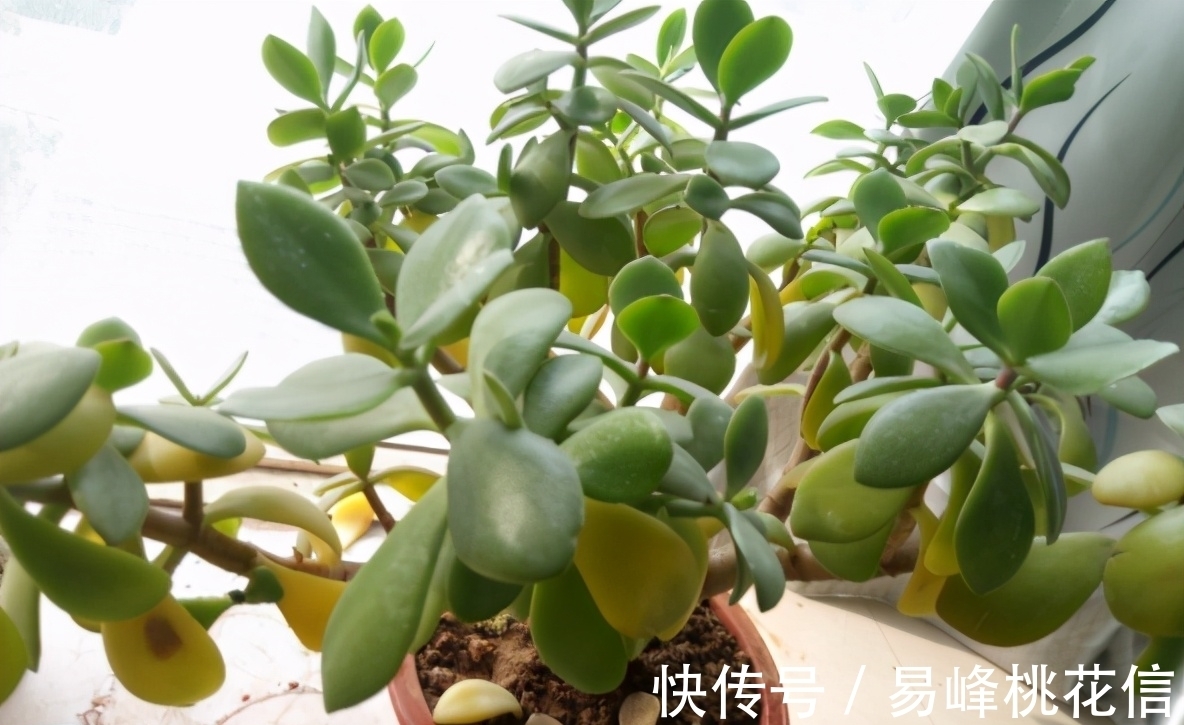 【值得收藏】集合常见的养花问题,帮分析病因、解决方法