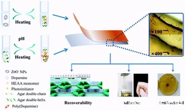 自愈|双网络水凝胶!超强自愈、保水、抗菌、粘附,专为透皮贴剂设计