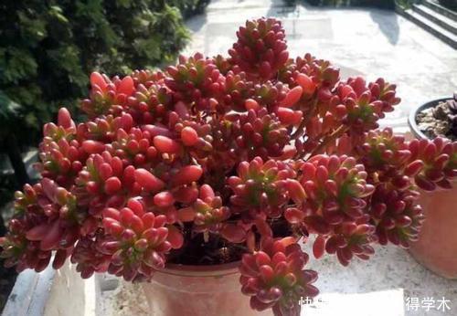 4种多肉植物,耐寒又好养,下雪天照样美美哒,不养真亏!