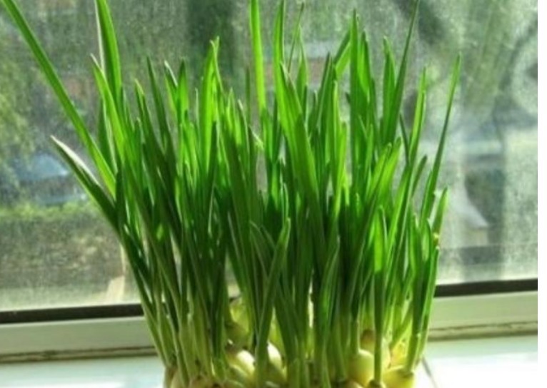 养花不如种菜,一把种子撒土里,10天就能吃,一年不用买菜!