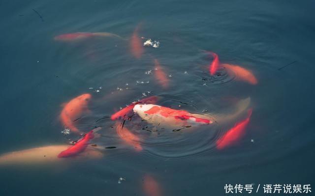 她出差前随手在绿萝花盆里倒了点这个,回家后发现绿萝爬满屋子