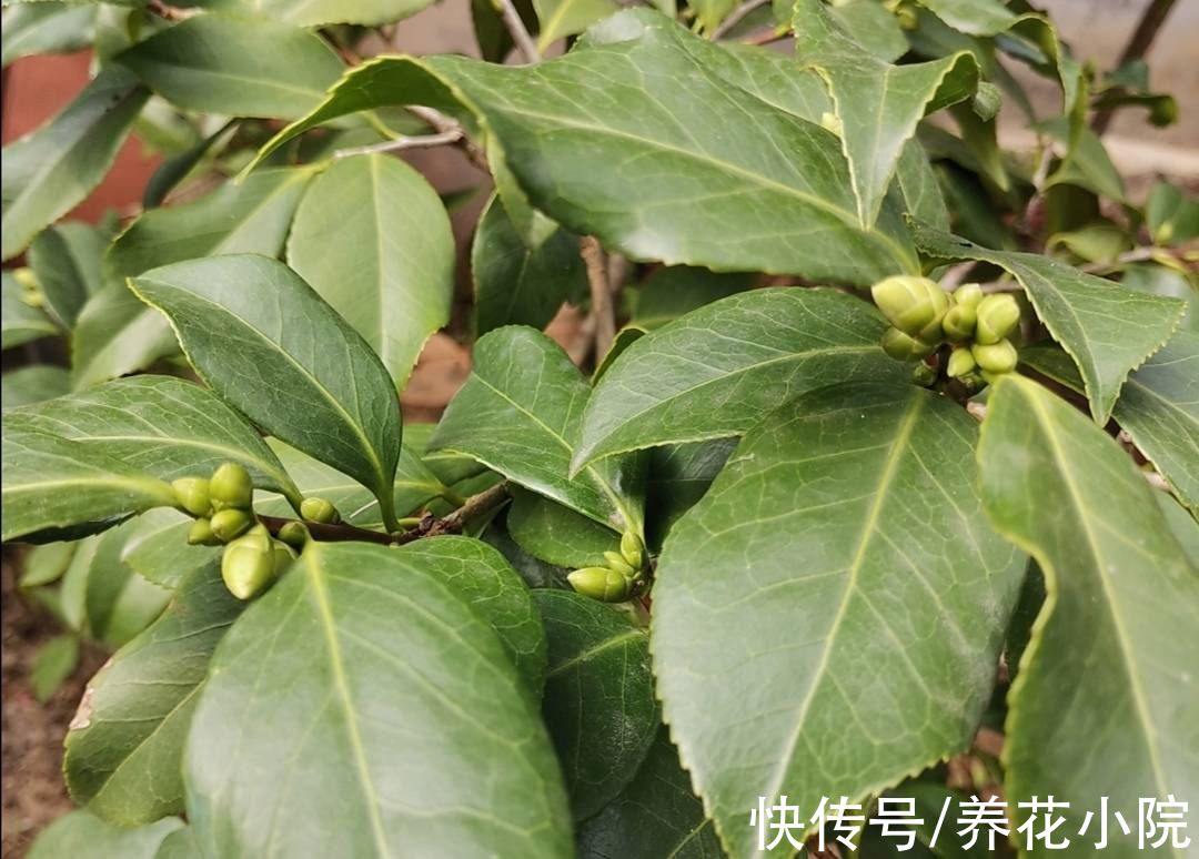 桂花|9月养2种花，多补磷钾肥，花苞长得又多又大