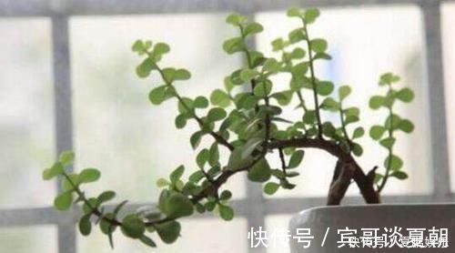 薄肥勤施|养金枝玉叶要“有耐心”,知道这个小技巧,2年养成高颜值老桩