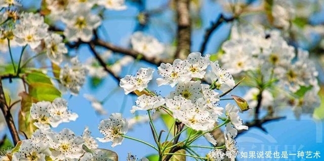 春日乡村芬芳绽放的梨花，洁白的花朵清新动人，靓艳含香的美