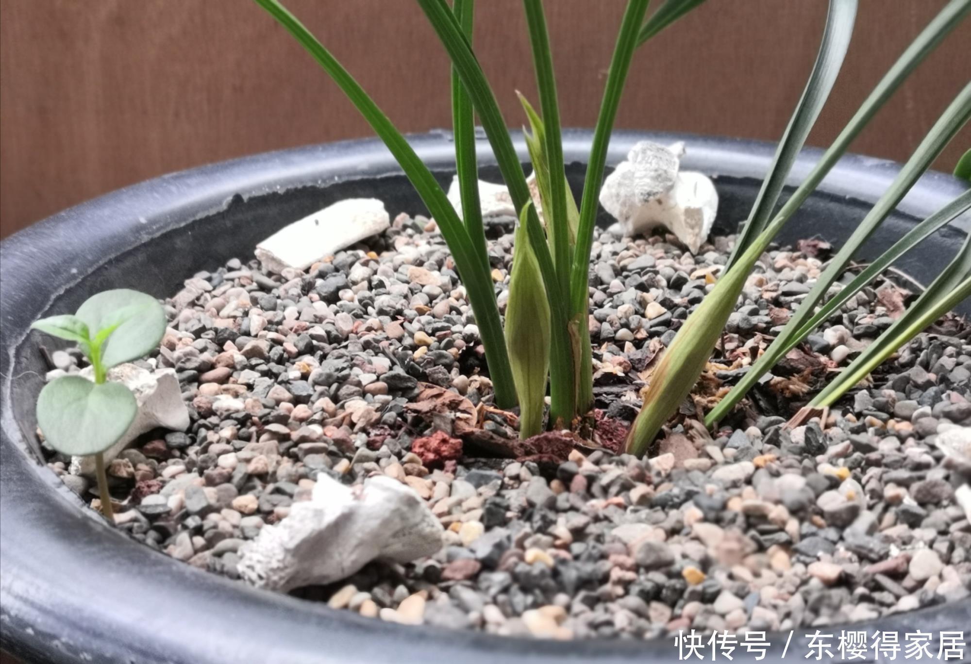 新手养兰花,搞清楚三个问题,少走五年弯路