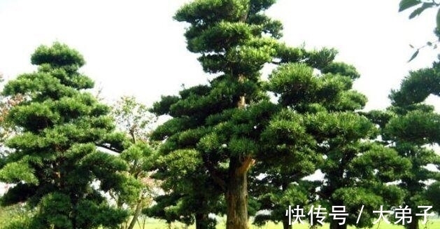 盆栽|罗汉松盆景价值高，定时修剪多浇水，轻轻松松养成老桩，价值更高