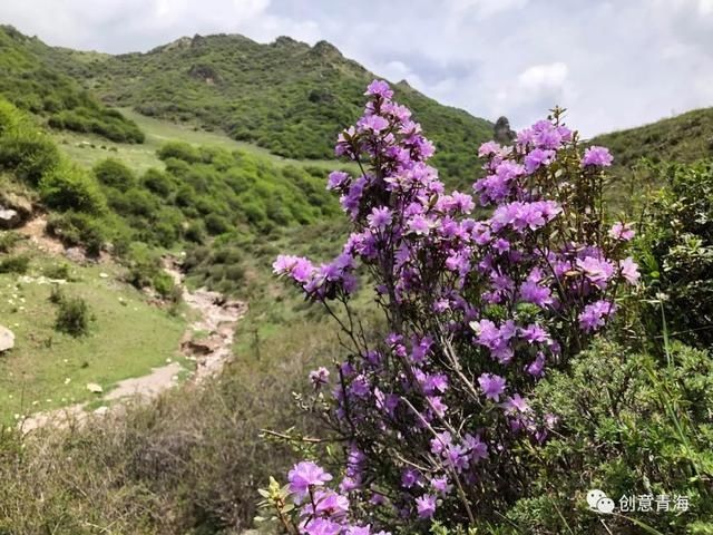 高山|青海杜鹃烂漫高山，真美