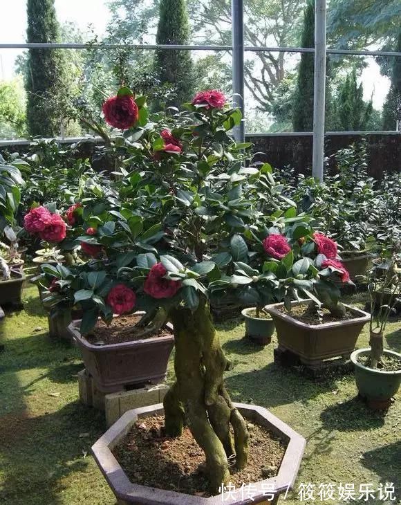 寿命|这4种“盆景树”,不仅观赏性高,寿命还特别长,越养越值钱