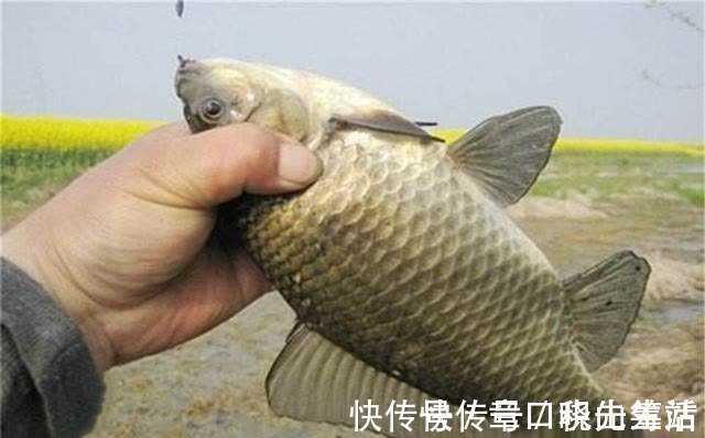 春钓大板鲫,民间这两种钓法最优秀,钓大鲫鱼更容易