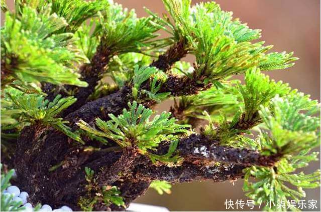 婆婆|婆婆路边挖点野草当盆栽,从来不用换盆,比花店卖的花卉还要美