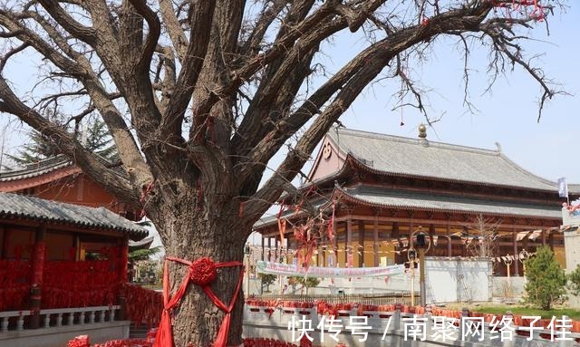 胶东|烟台福山峆垆寺的银杏树有没有千年 寻找胶东古树第8集