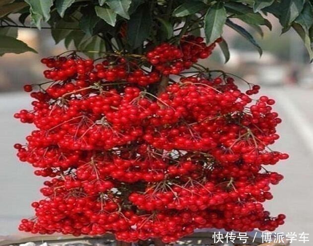 招财|家里养上“3种花”，寓意吉祥，观赏价值高，比发财树强10倍！