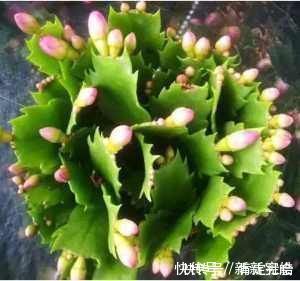 蟹爪兰|夏天养“蟹爪兰”4秘诀,叶片肥厚蹭蹭长,到了秋季就开花,管用