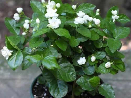 盆栽|浇这几样水溶液,居家盆栽茉莉,无需担心开花少的问题