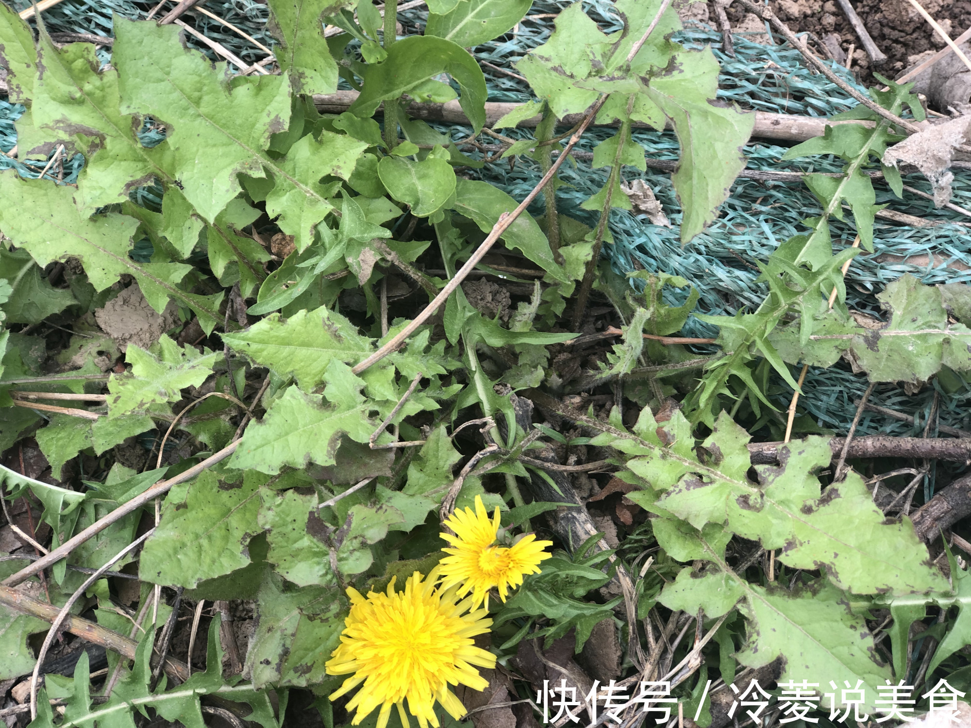 刺儿菜|这8种野菜很常见,但很多人不知道能吃,你认识几种