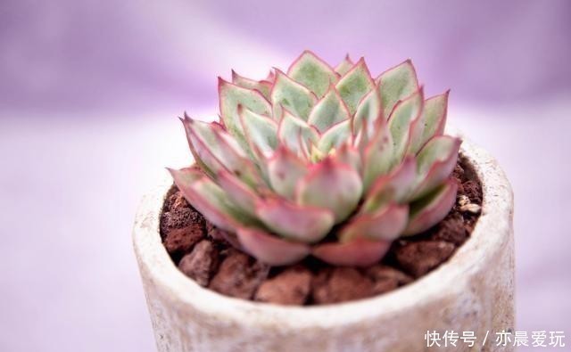 养分|根系好的多肉,平时有这3种表现,及时培养快速长成老桩