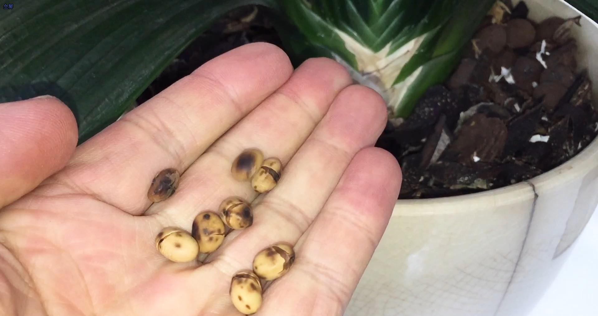 浇水|家养君子兰最简单的配土、施肥方法,不会烂根、好养