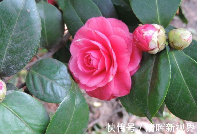 喜欢菊花,不如养盆红十八学士,有傲梅风骨,高贵优雅,美