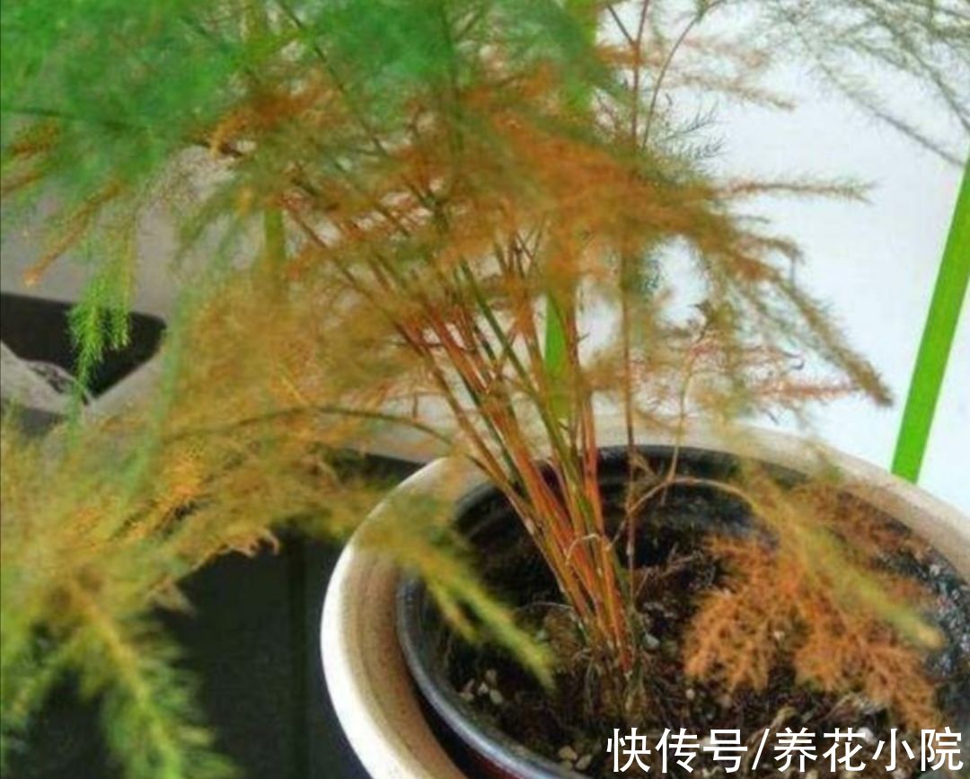 文竹叶子发黄，多是3个方面没做对，该如何解决呢？